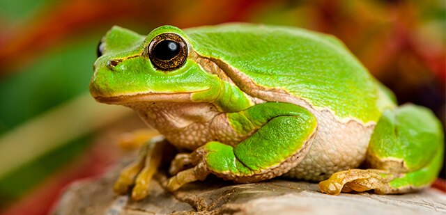 Ein grüner Frosch sitzt auf einem Stein.